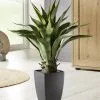 Agave Im Kunststoff-Topf -Kunst Textilpflanzen Verkäufe agave im kunststoff topf farbe gruen
