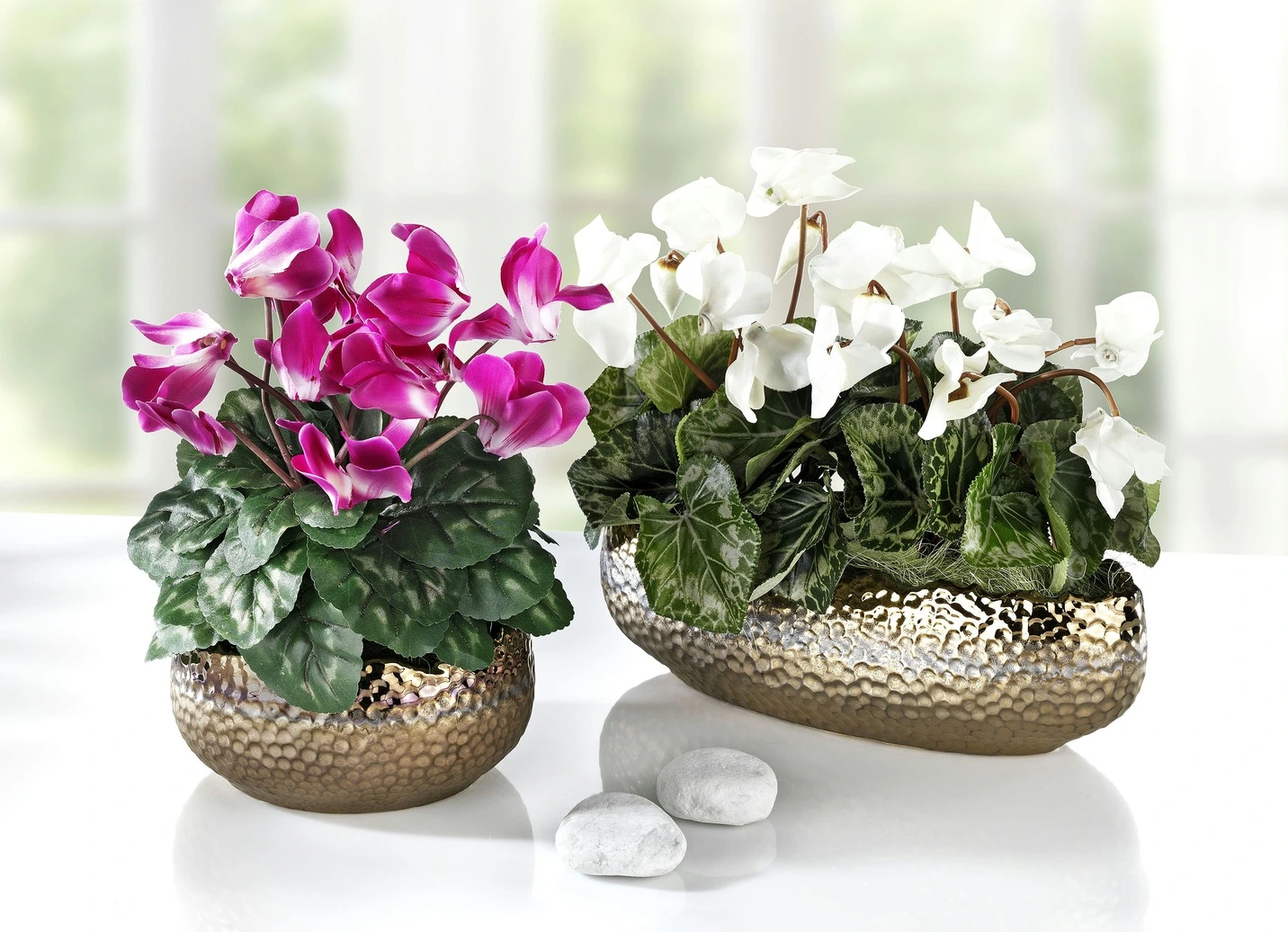 Alpenveilchen In Schale 4 Alpenveilchen In Schale – Bild 2