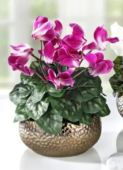 Alpenveilchen In Schale