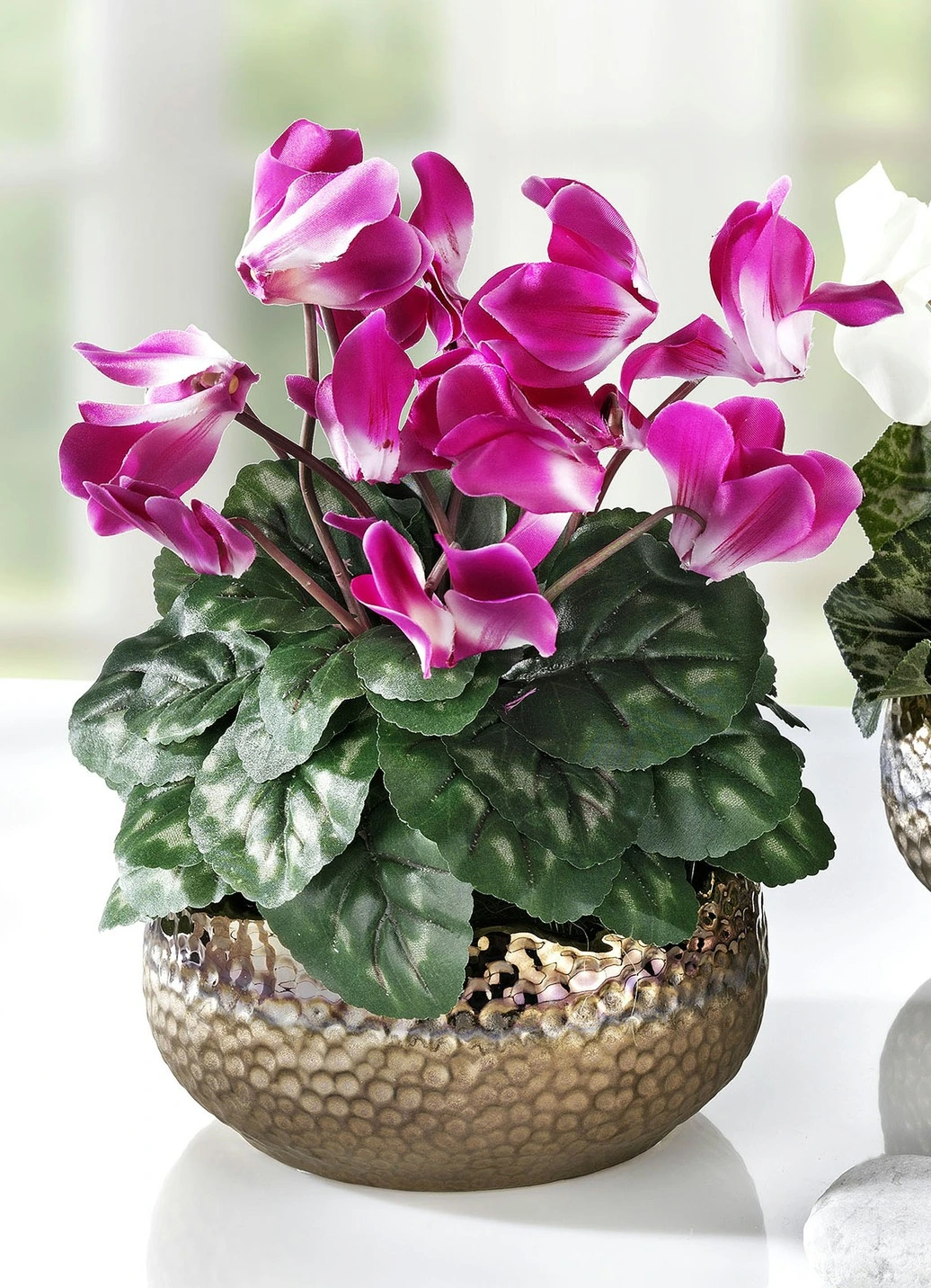 Alpenveilchen In Schale 3 Alpenveilchen In Schale