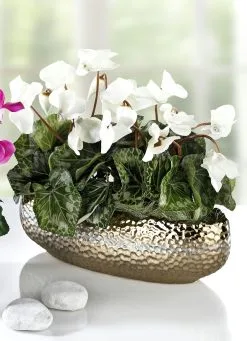 Alpenveilchen In Schale 7 Alpenveilchen In Schale -Kunst Textilpflanzen Verkäufe alpenveilchen in schale farbe weiss