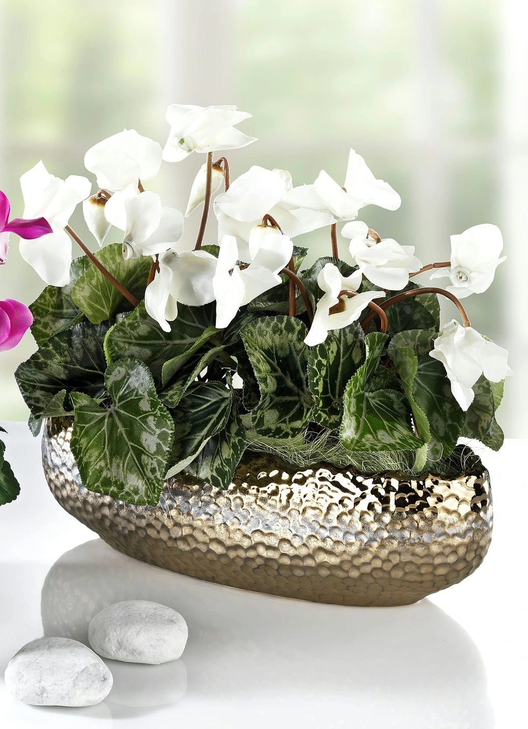 Alpenveilchen In Schale 5 Alpenveilchen In Schale – Bild 3