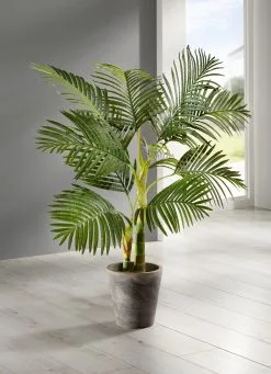 Arecapalme Mit 9 Wedeln