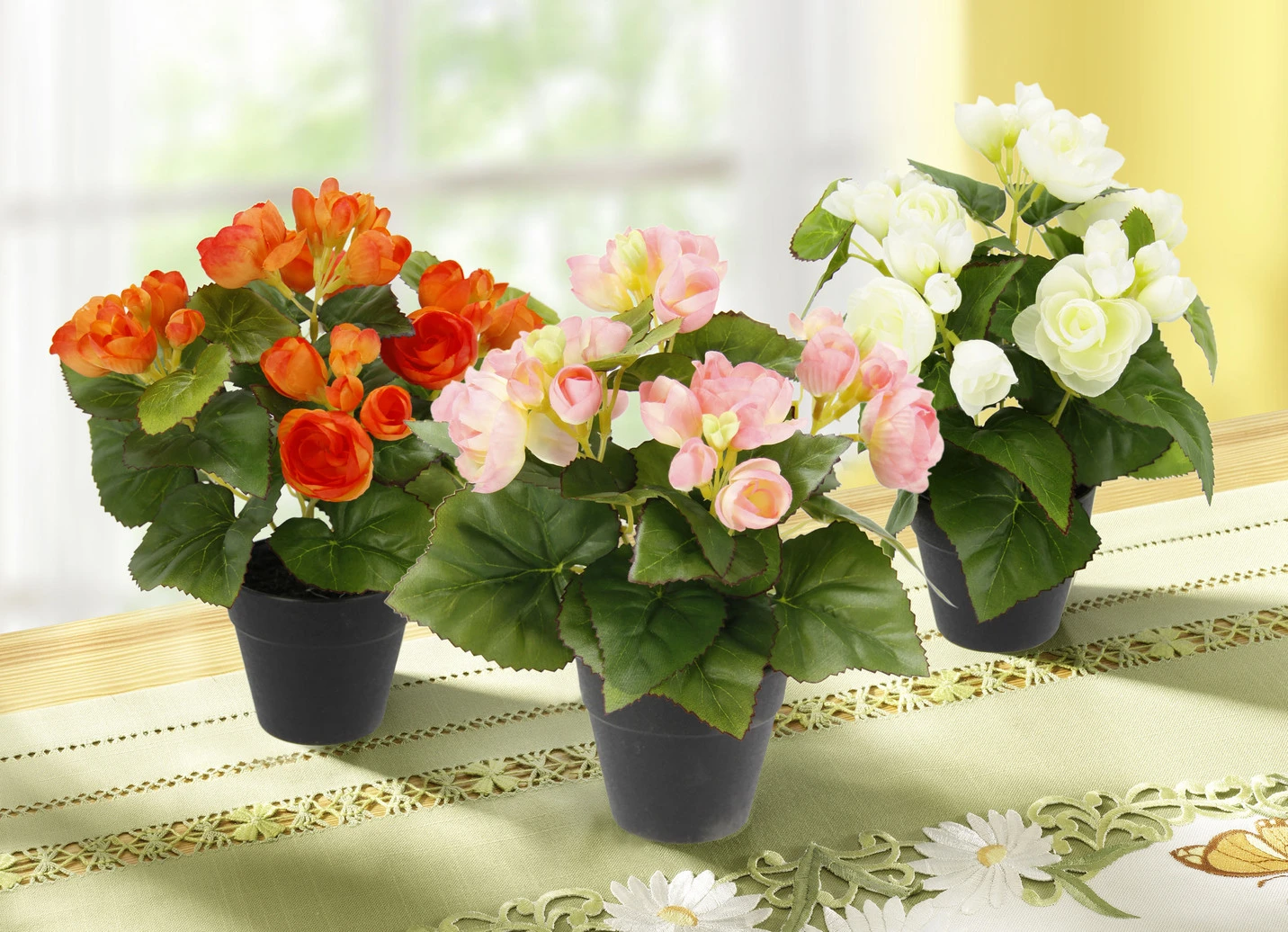 Begonienbusch Im Topf, 3er-Set 3 Begonienbusch Im Topf, 3er-Set