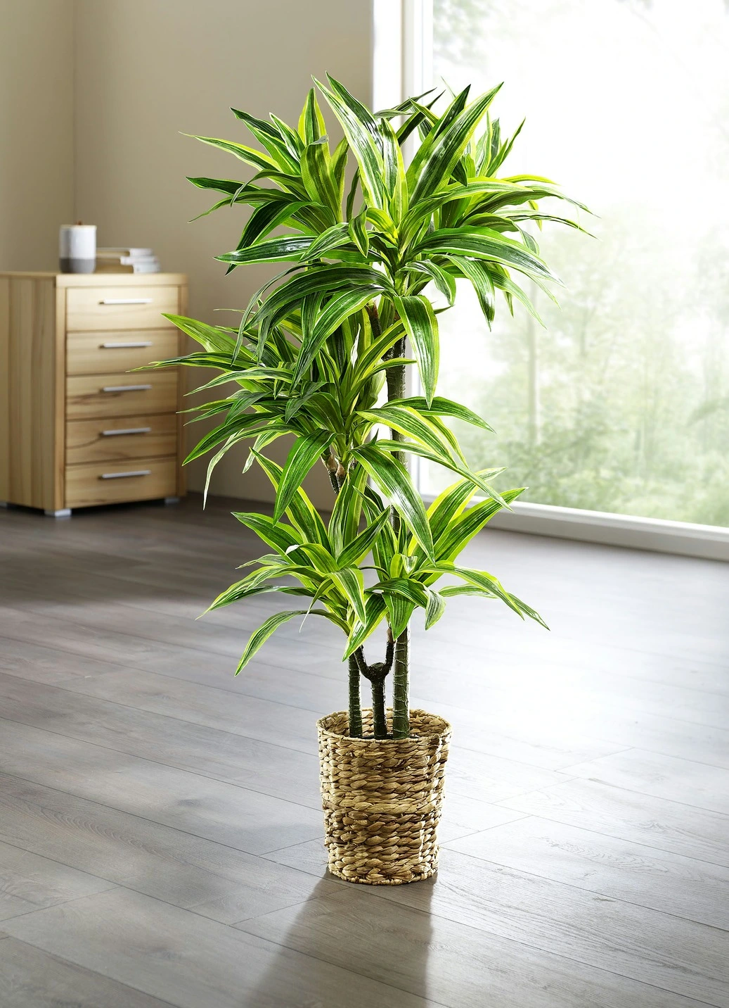 Dracena-Reflexa-Palme 3 Dracena-Reflexa-Palme