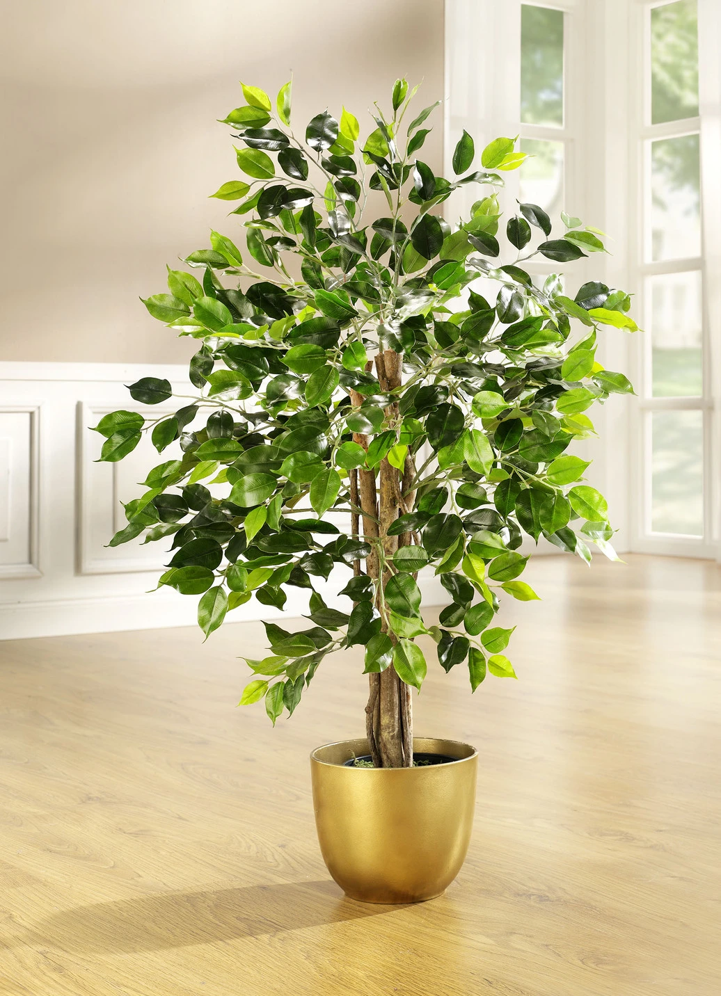 Ficus Im Topf 4 Ficus Im Topf – Bild 2
