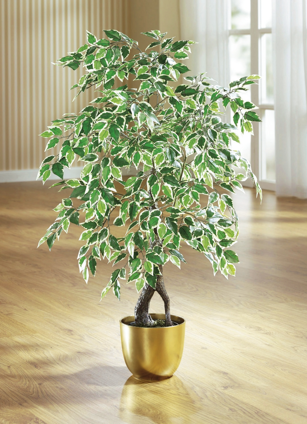 Ficus Im Topf 3 Ficus Im Topf