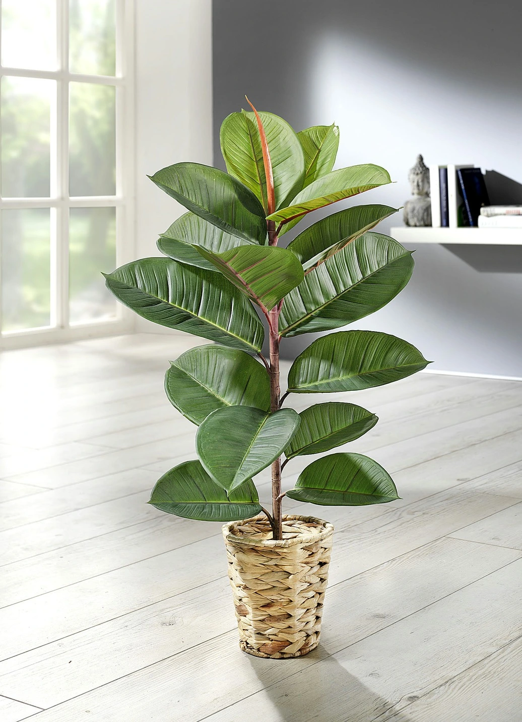 Gummibaum Im Topf 3 Gummibaum Im Topf