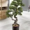 Lärchen-Bonsai Im Magnesiatopf