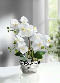 Orchidee Im Topf