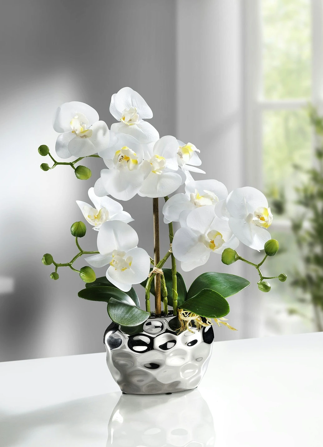 Orchidee Im Topf 3 Orchidee Im Topf