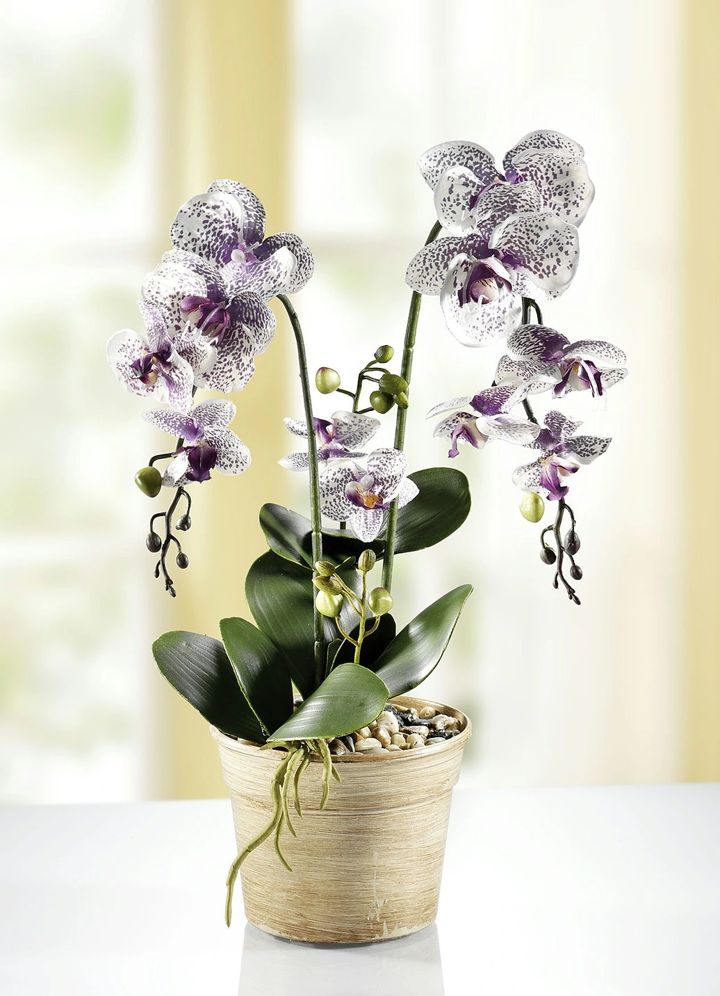 Orchidee Im Topf 3 Orchidee Im Topf