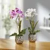 Orchideen-Gesteck Im Keramiktopf 1 Orchideen-Gesteck Im Keramiktopf -Kunst Textilpflanzen Verkäufe orchideen gesteck im keramiktopf farbe lila