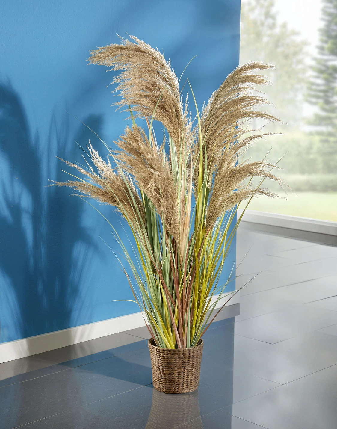 Pampasgras Im Kunststofftopf 3 Pampasgras Im Kunststofftopf
