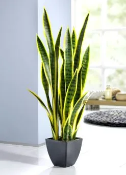 Sansevieria Im Topf