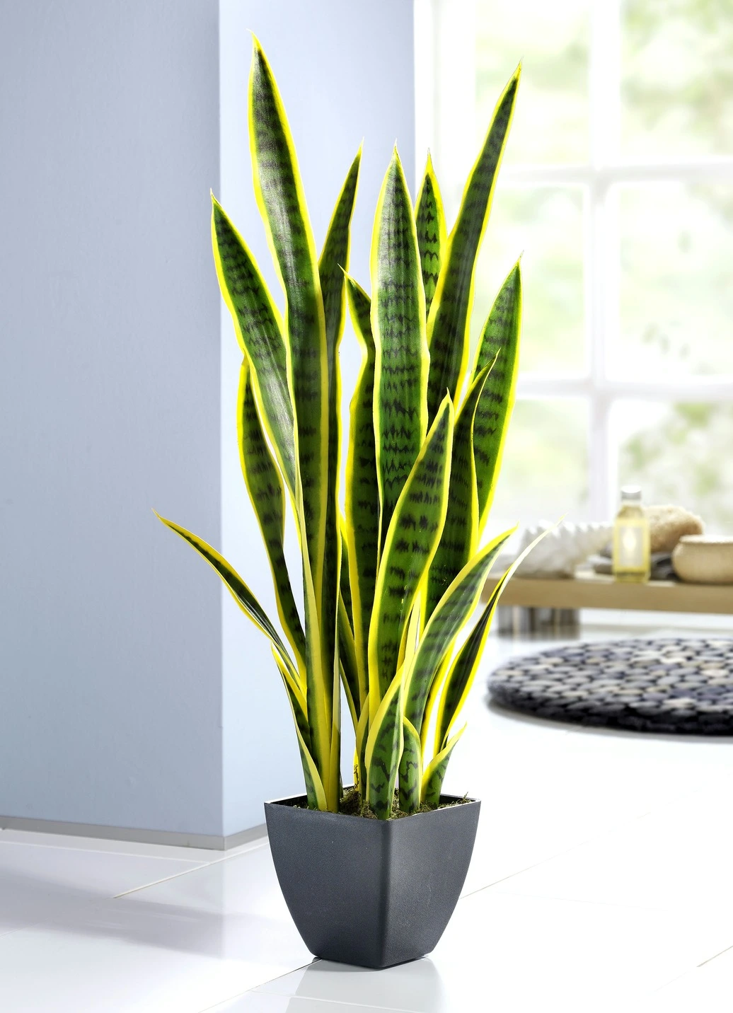 Sansevieria Im Topf 3 Sansevieria Im Topf