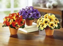 Stiefmütterchen, 3er-Set