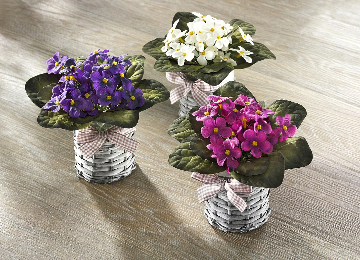 Veilchen, 3er-Set 3 Veilchen, 3er-Set