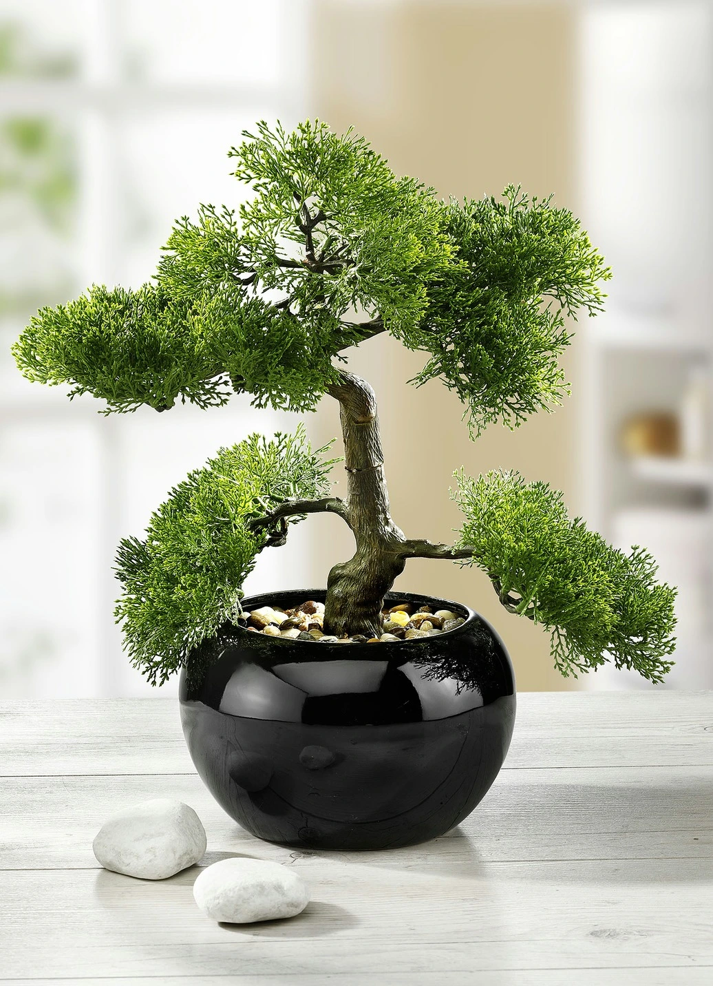 Zypressen-Bonsai Im Topf 3 Zypressen-Bonsai Im Topf